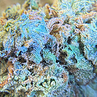 Gelato Exterior Premium Living Soil