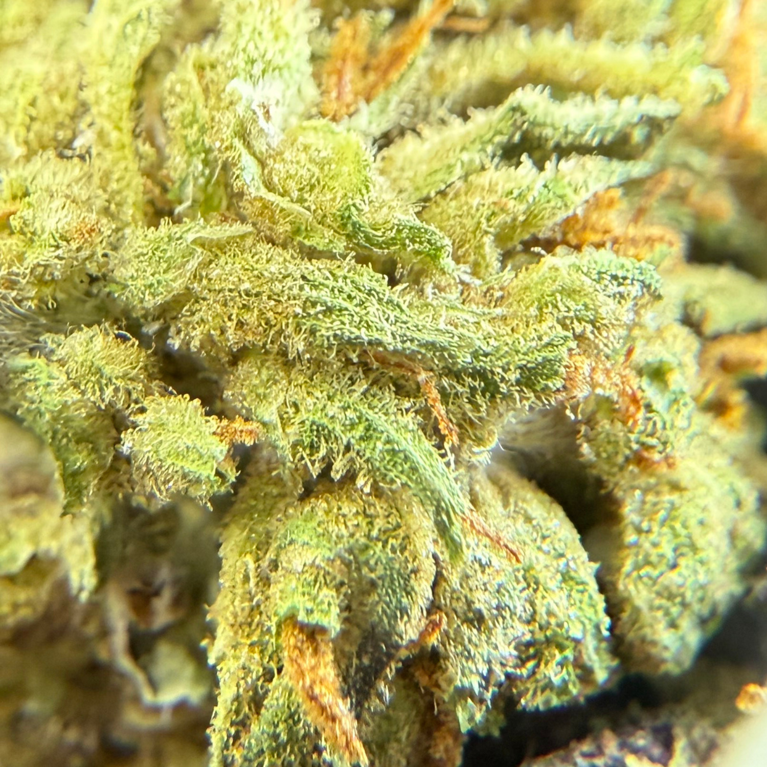 Dos Si Dos Greenhouse Select