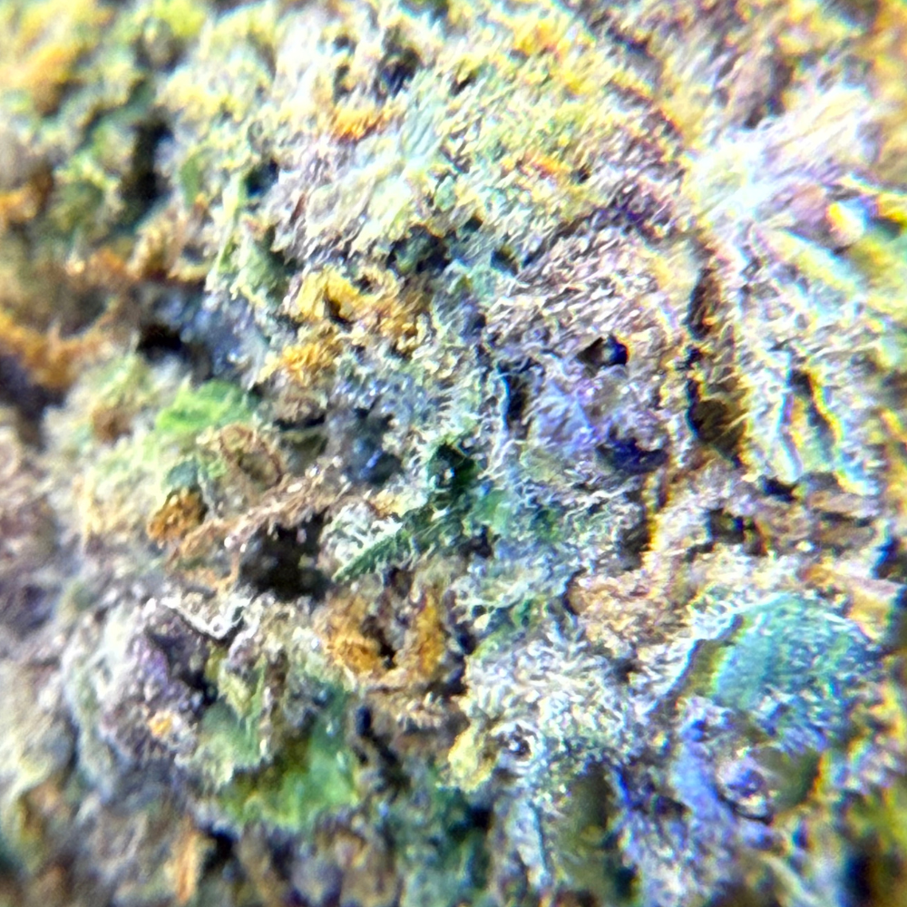 Cherry Pie Greenhouse Exotic