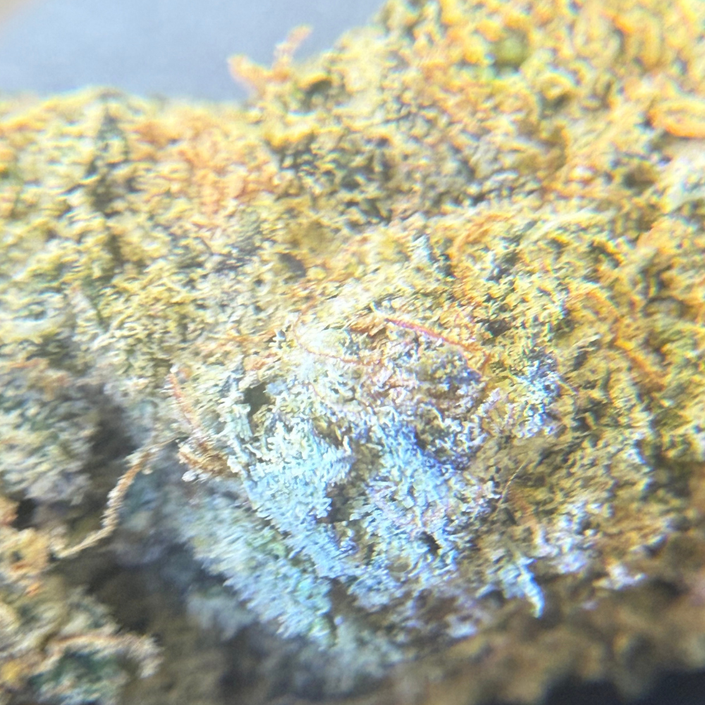 Pink Z Indoor Importada Top Shelf