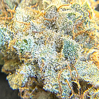 Invaders x Ghost Kong Indoor Hidropónica Premium Invaders x Ghost Kong Indoor Hidropónica Premium