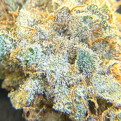 Invaders x Ghost Kong Indoor Hidropónica Premium Invaders x Ghost Kong Indoor Hidropónica Premium