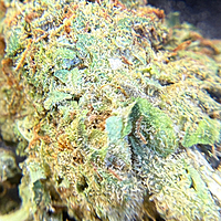 Gelato Exterior Premium Living Soil