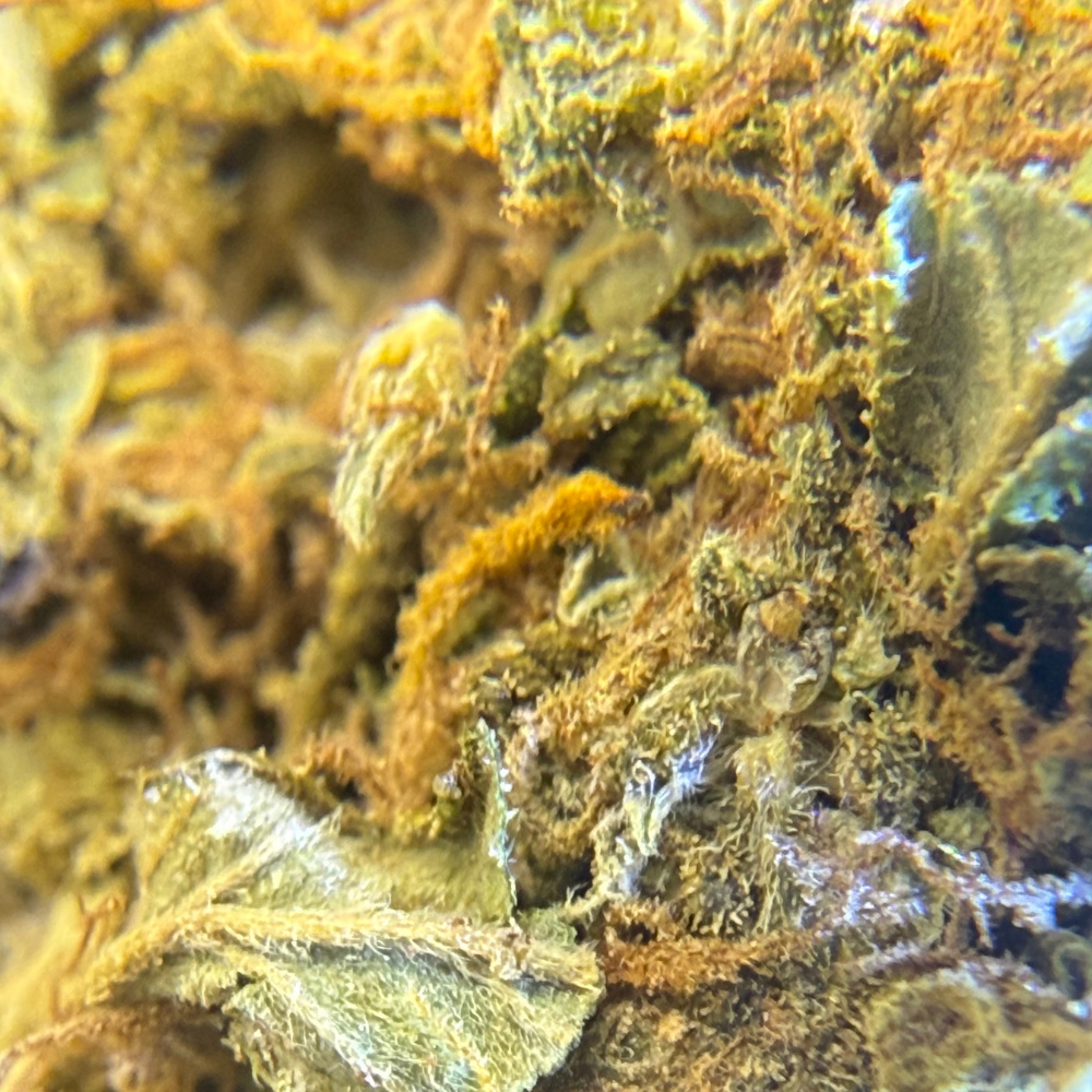 Fluffy Puffy Exterior Regular