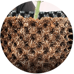 Maceta Air Grower. Maceta de poda por aire.