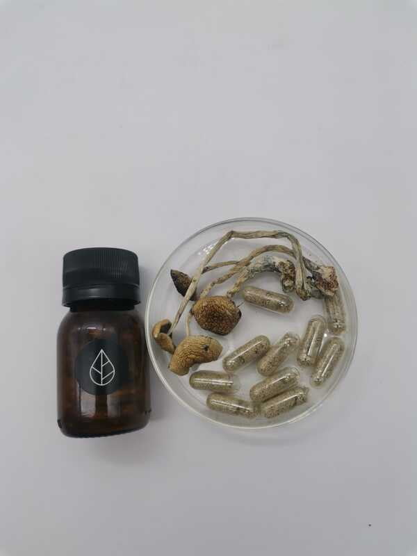 Cápsulas Tratamiento con Psilocybe Cubensis Golden Teacher Divinorum Cápsulas Tratamiento con Psilocybe Cubensis Golden Teacher Divinorum