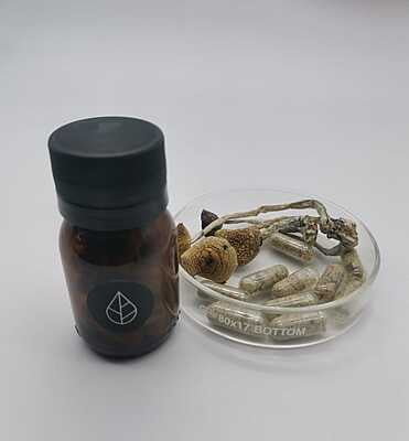 Cápsulas Tratamiento con Psilocybe Cubensis Golden Teacher Divinorum