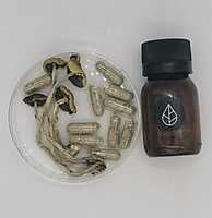 Cápsulas Tratamiento con Psilocybe Cubensis Golden Teacher Divinorum Cápsulas Tratamiento con Psilocybe Cubensis Golden Teacher Divinorum