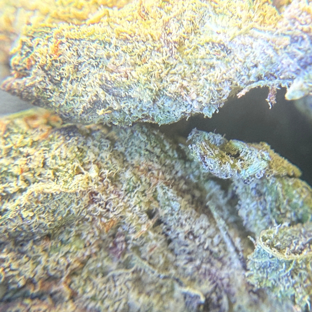 Black Cherry Gelato indoor premium importada