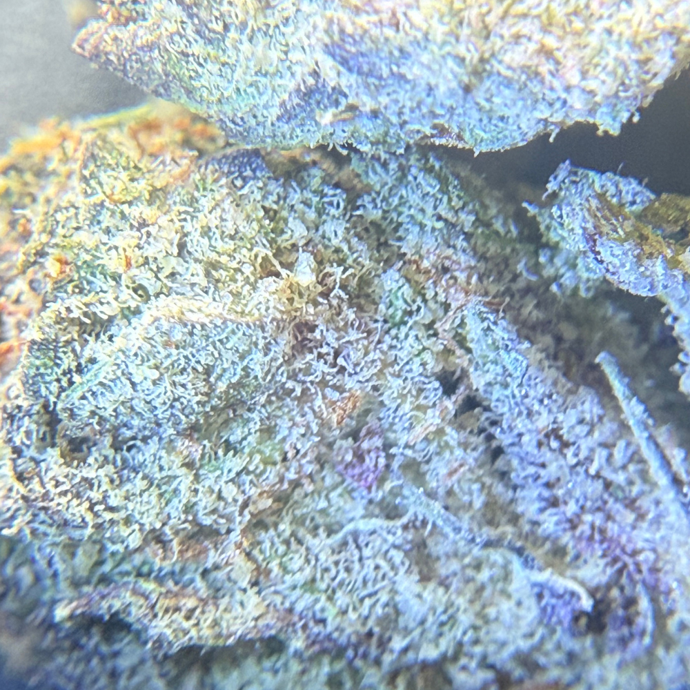 Black Cherry Gelato indoor premium importada