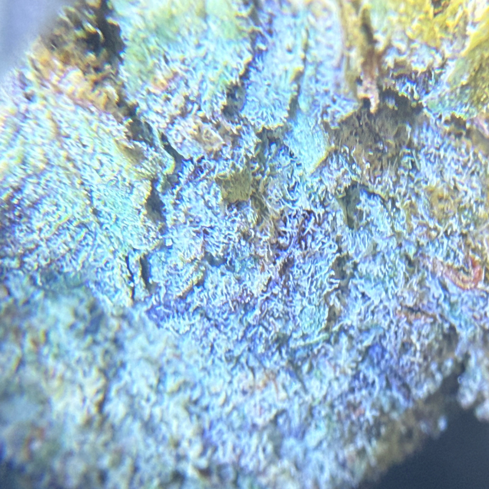 Black Cherry Gelato indoor premium importada