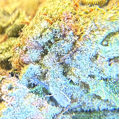 Green Crack Greenhouse Exotic Living Soil