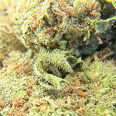 Green Crack Greenhouse Exotic Living Soil