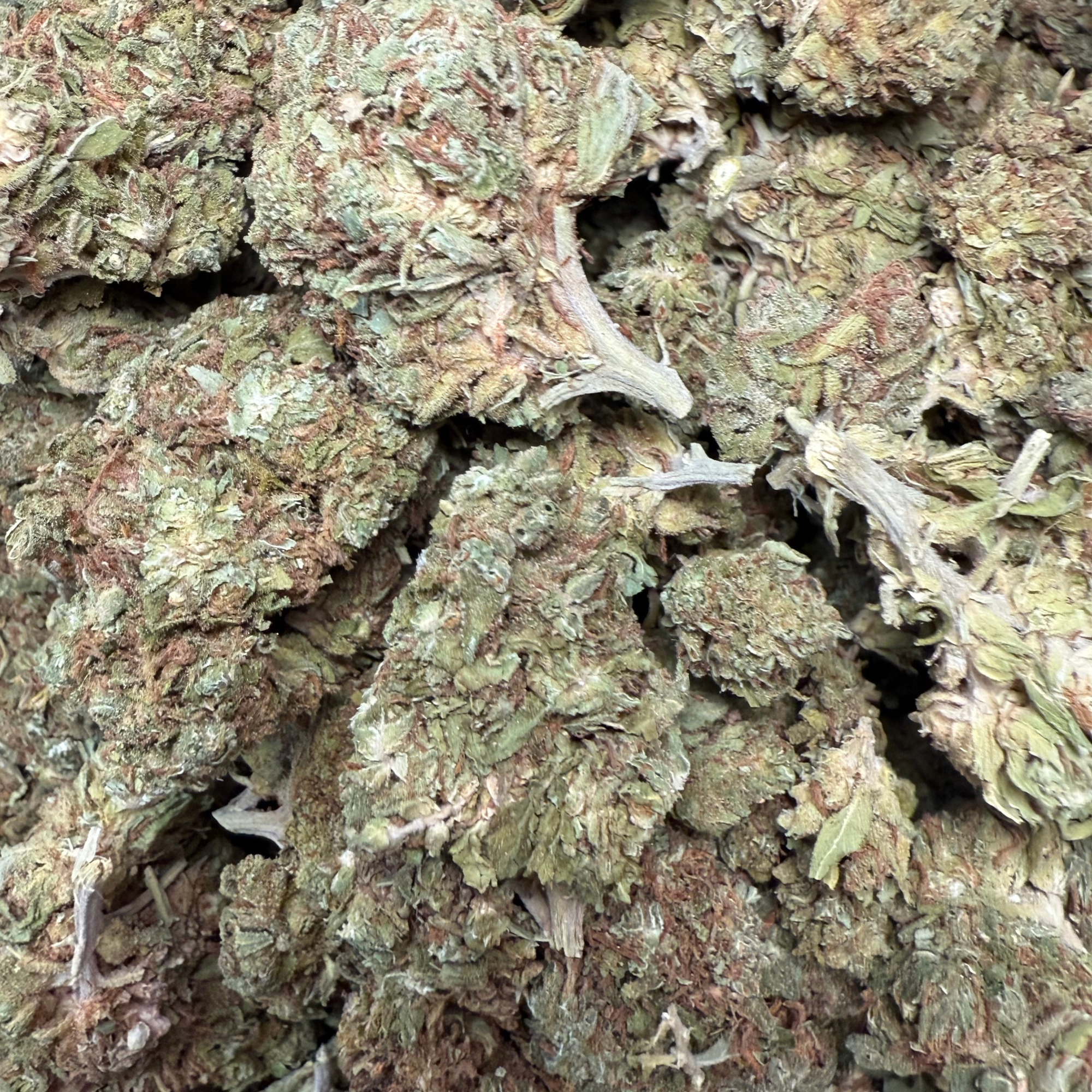 Georgia Peach Greenhouse Standard