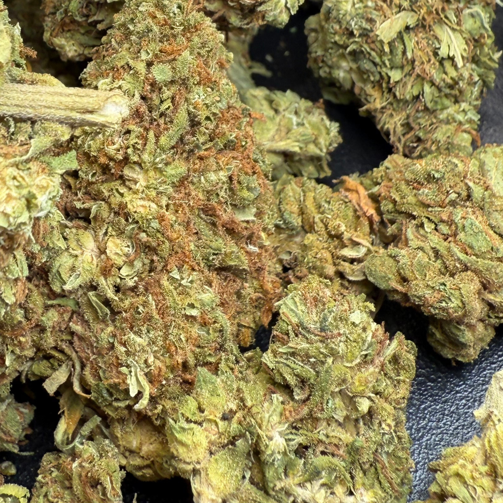 Georgia Peach Greenhouse Standard