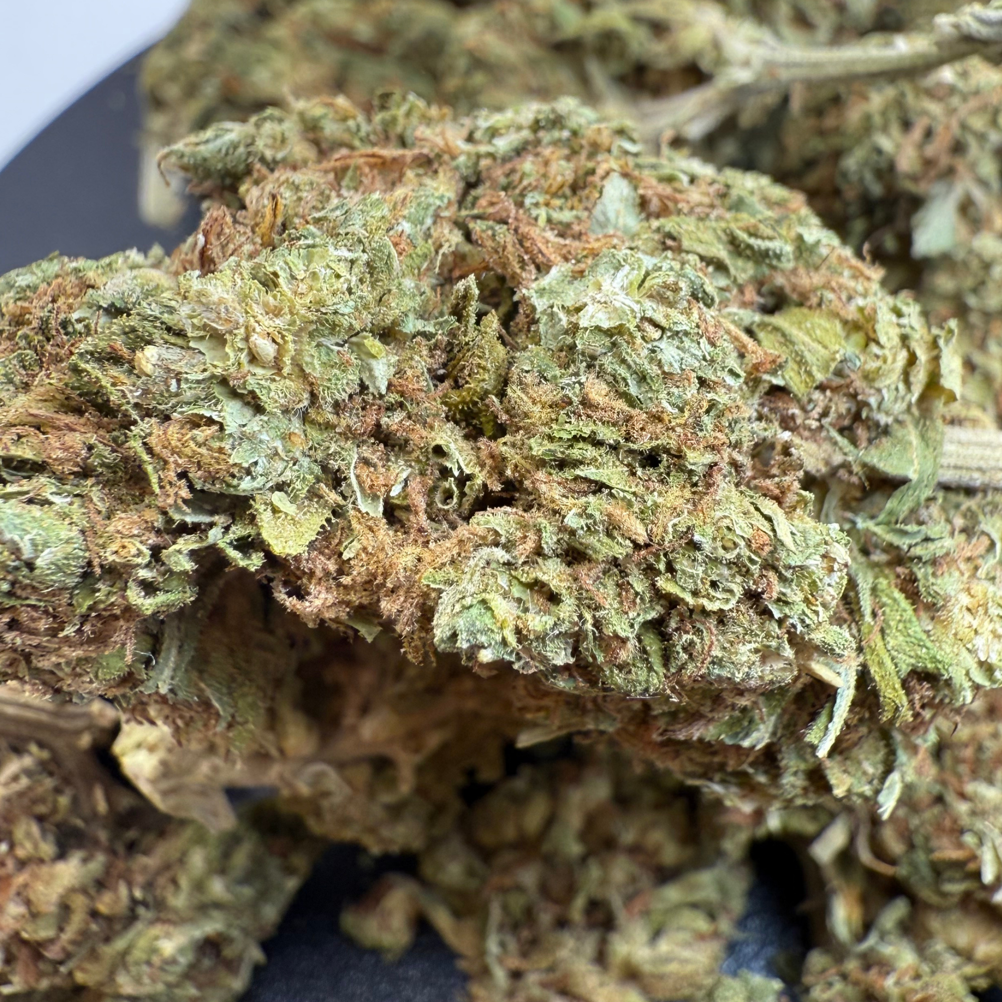 Georgia Peach Greenhouse Standard