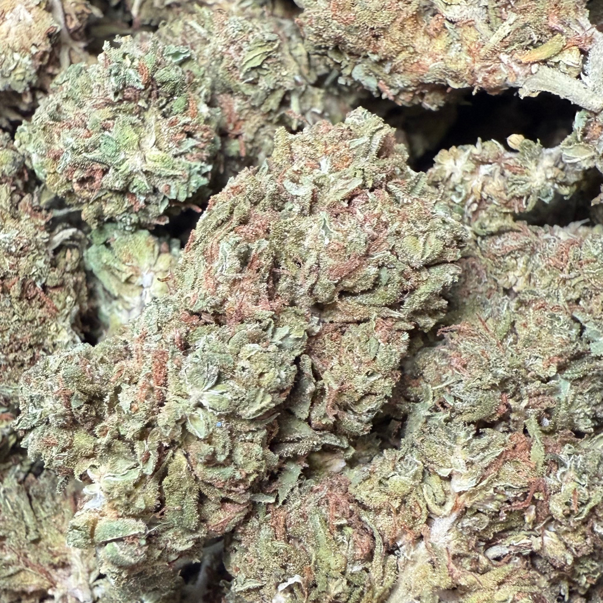 Georgia Peach Greenhouse Standard