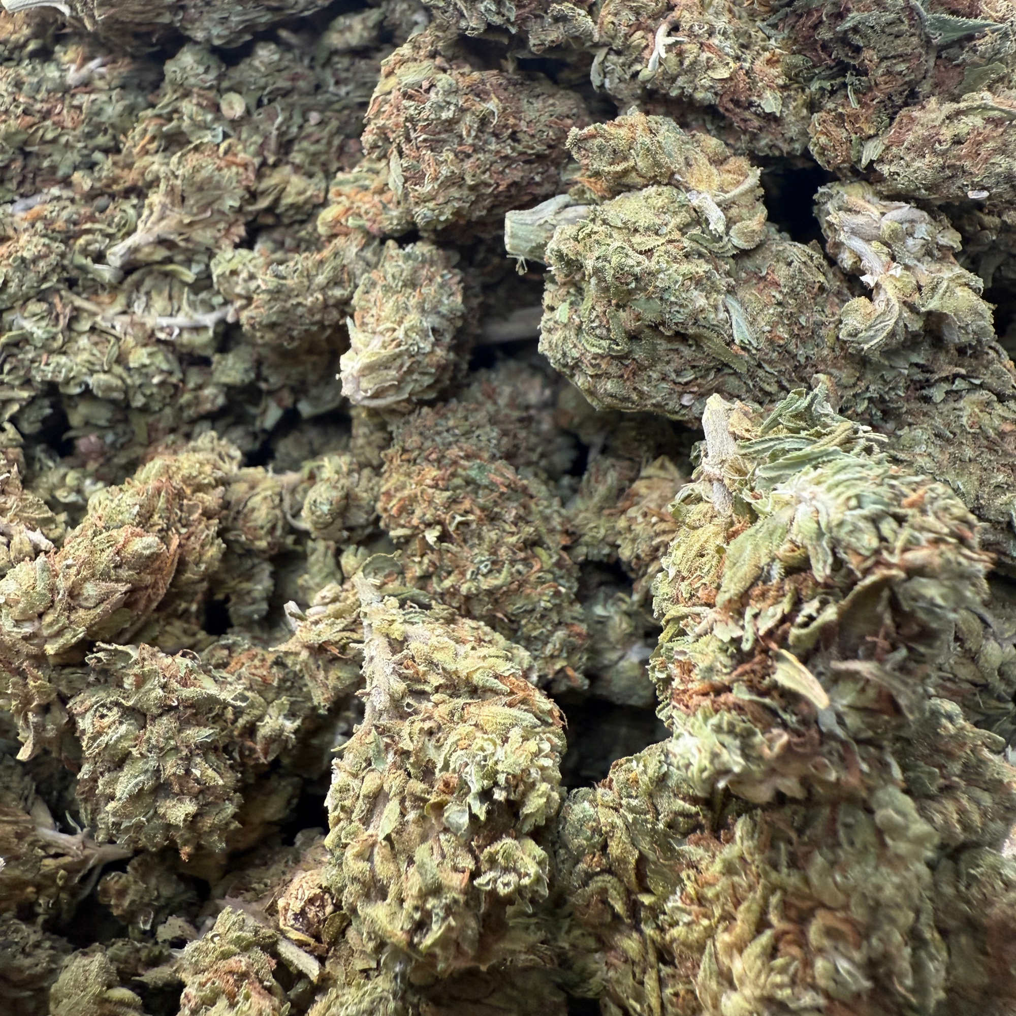 Georgia Peach Greenhouse Standard