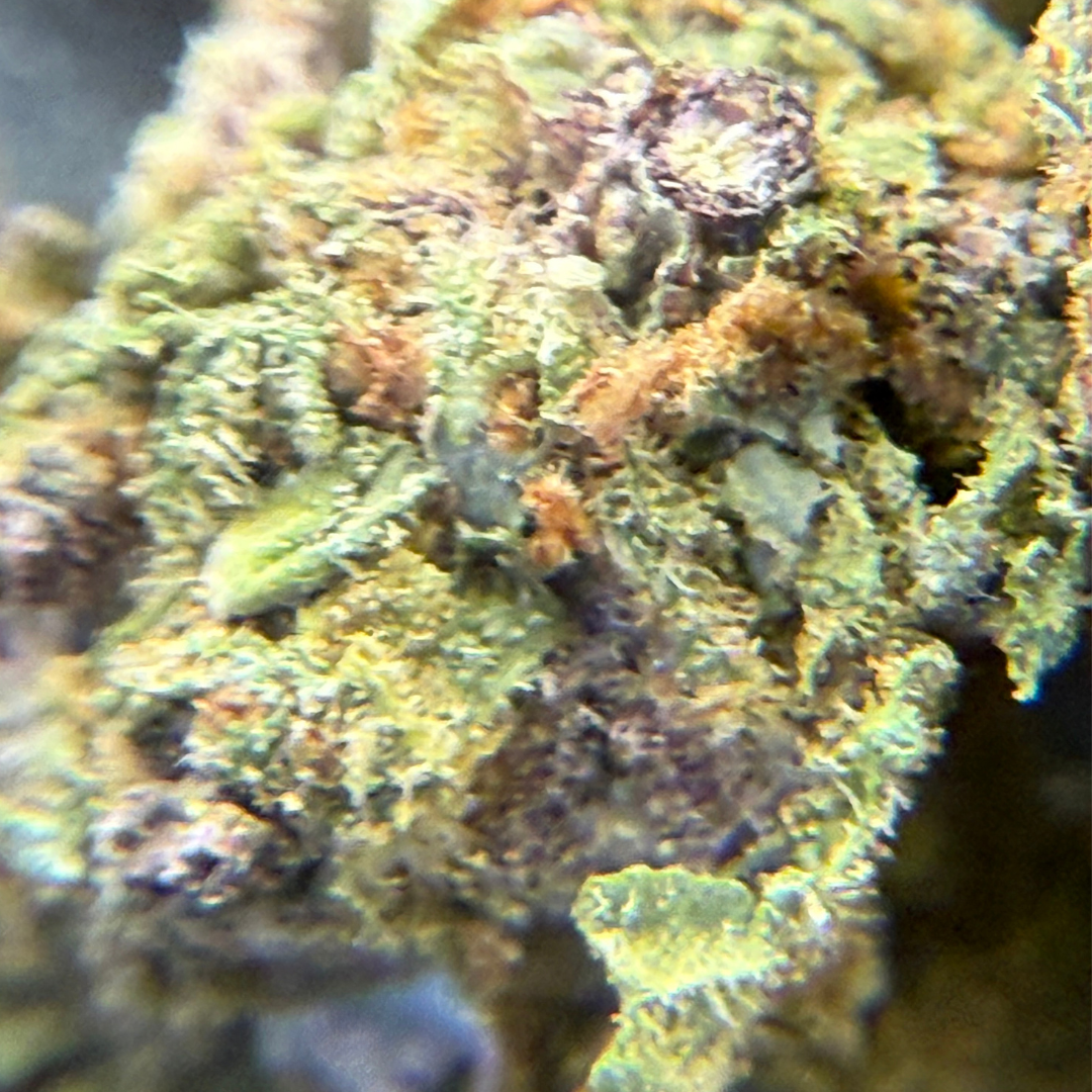 Girl Scout Cookies 2 Greenhouse Exotic