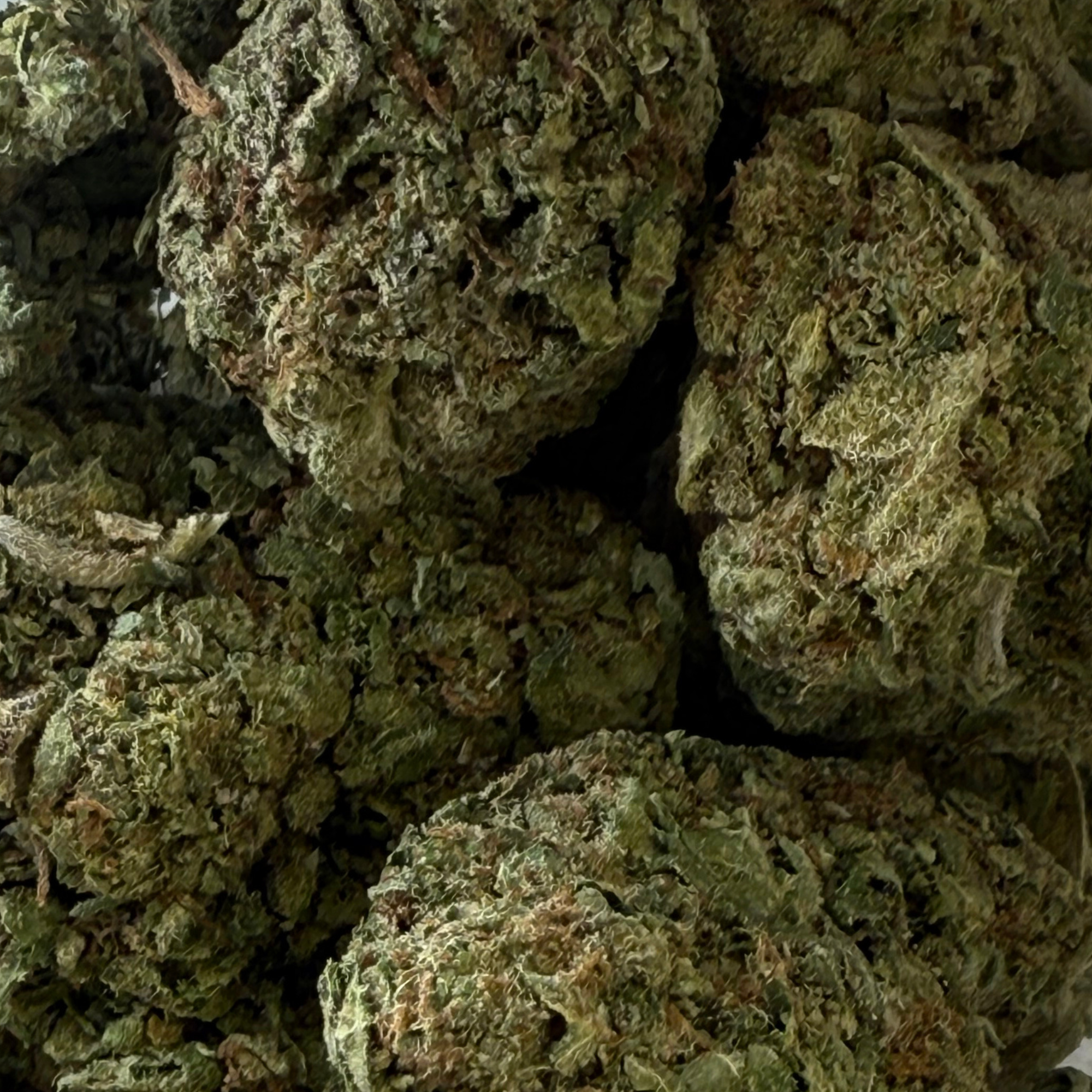 Peyote Critical Greenhouse Exotic