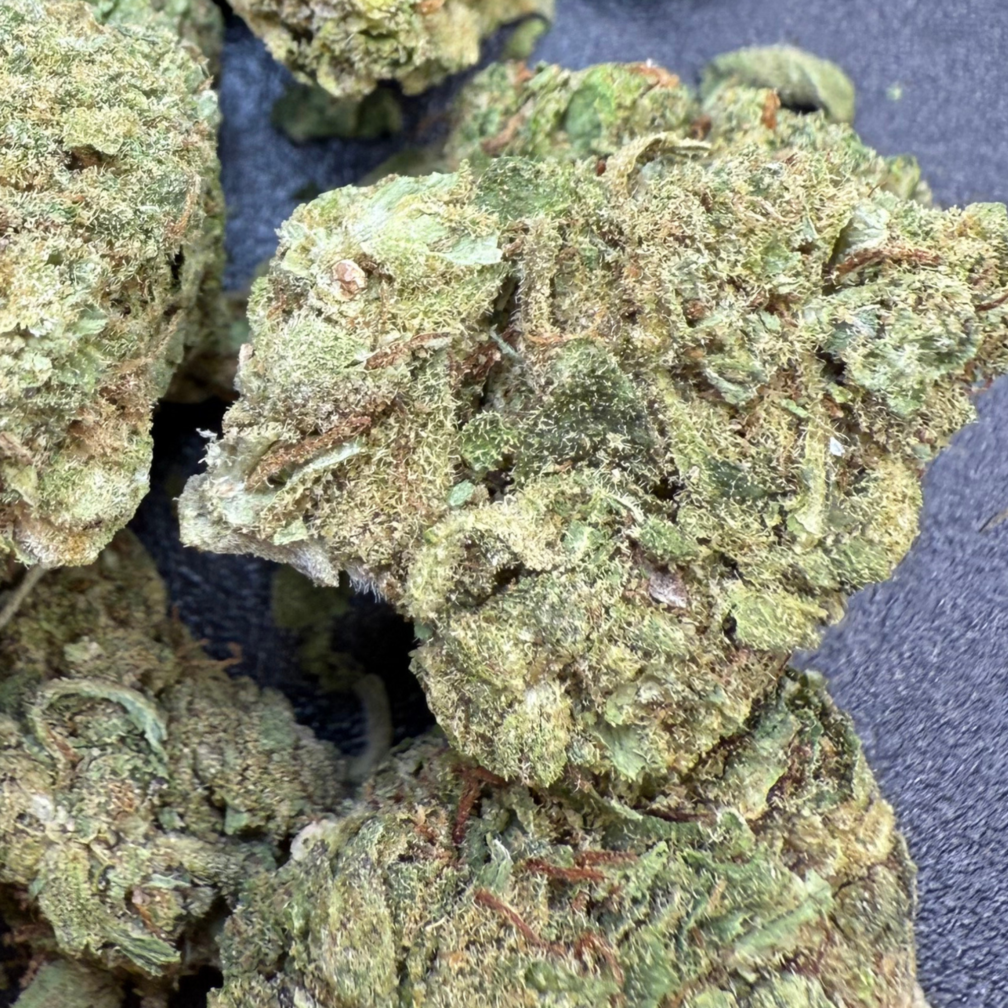 Peyote Critical Greenhouse Exotic