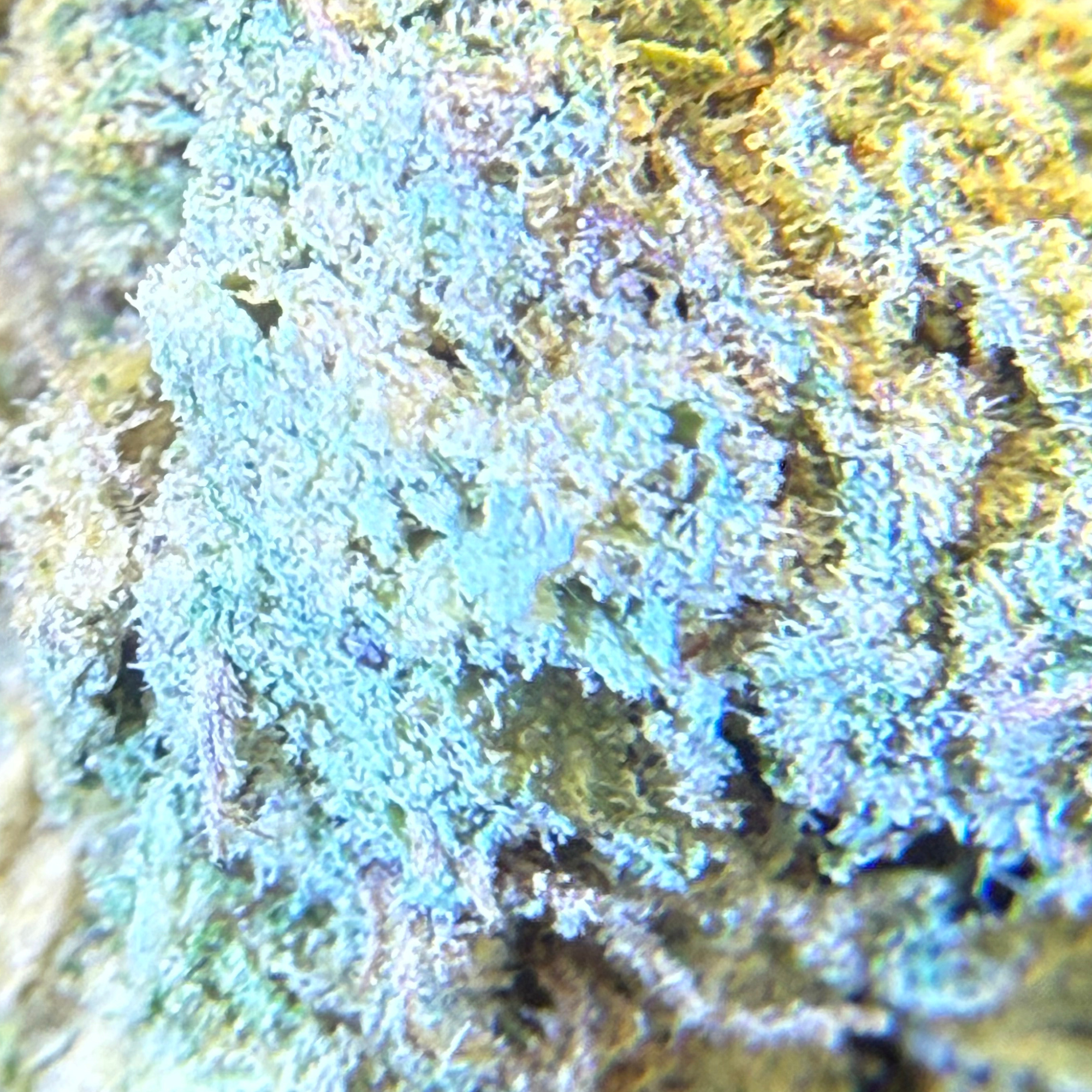 Peyote Critical Greenhouse Exotic