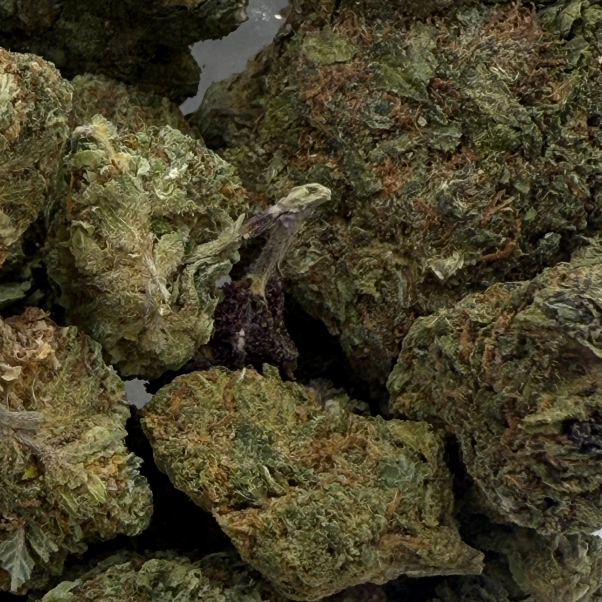 Super Silver Haze Greenhouse Exotic