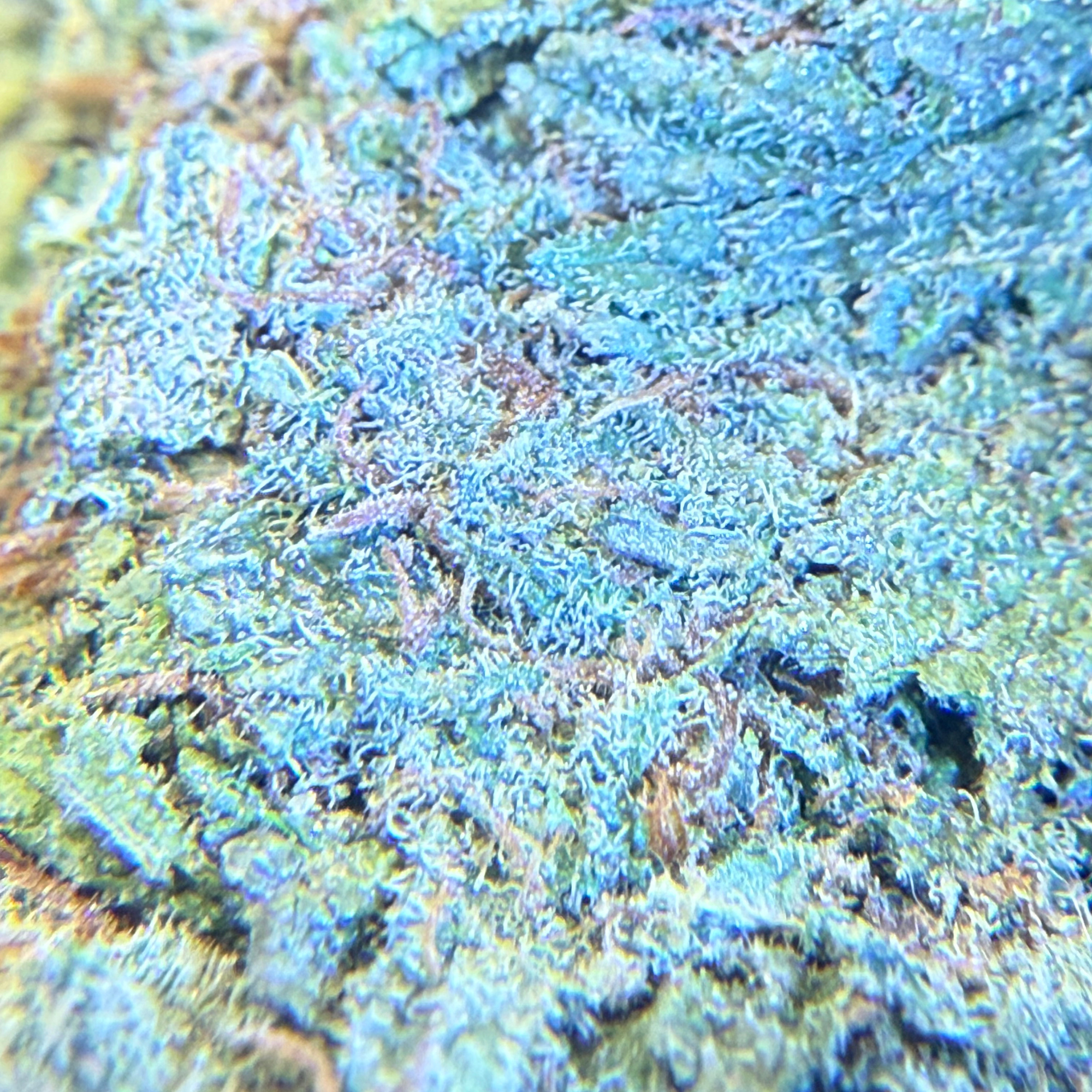 Super Silver Haze Greenhouse Exotic