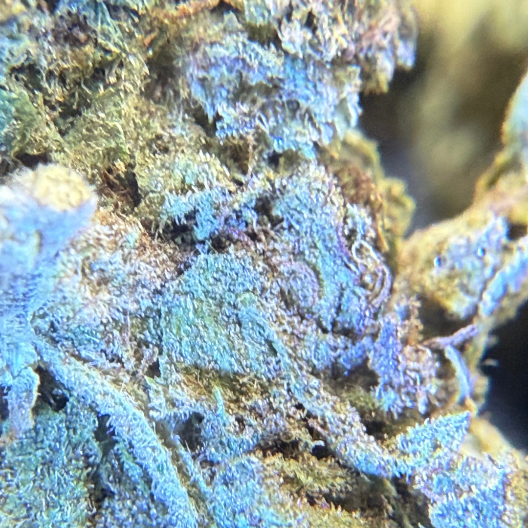 Trainwreck Indoor Básica